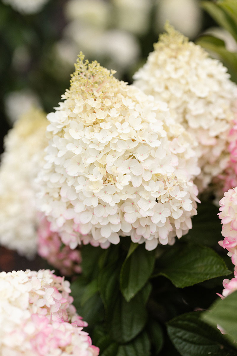 スポーツトイ・アクショントイ Hydrangea Cattleya / Fervent Red スポーツトイ・アクショントイ Hydrangea Cattleya / Fervent Red